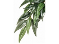 Rostlina textilní Rucus