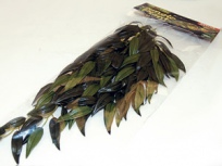 Rostlina textilní Rucus