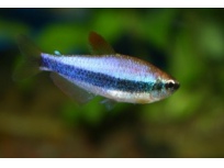 Tetra královská (Inpaichthys kerri)