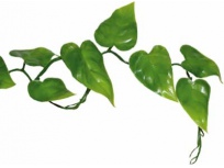 Pothos Vine 200cm