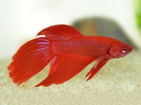 Bojovnice pestrá (Betta splendens)