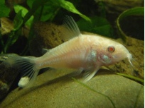 Pancéřníček skvrnitý 'albín' (Corydoras pal. albino)