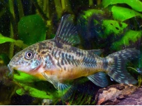 Pancéřníček skvrnitý (Corydoras paleatus)