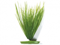 Rostlina Hairgrass 20cm