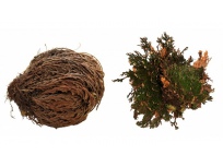 Rostlina Rose of Jericho